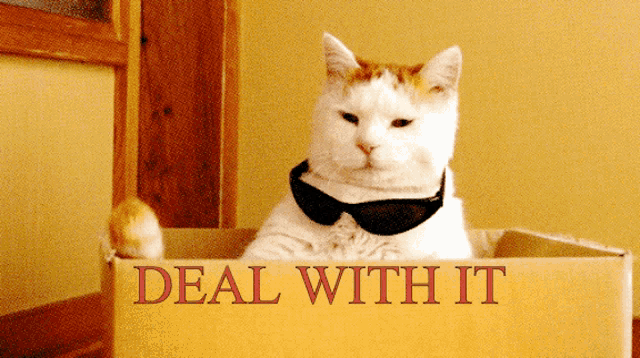 a cat wearing sunglasses sits in a cardboard box that says deal with it on it
