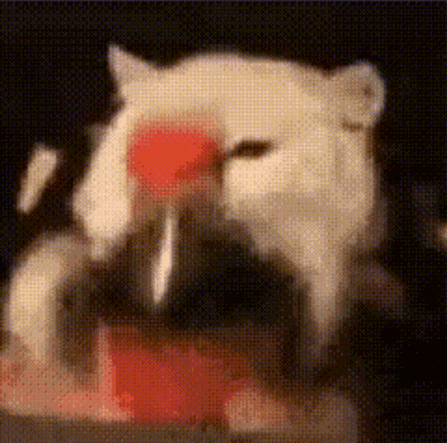 a white cat with a red nose is eating a piece of food .