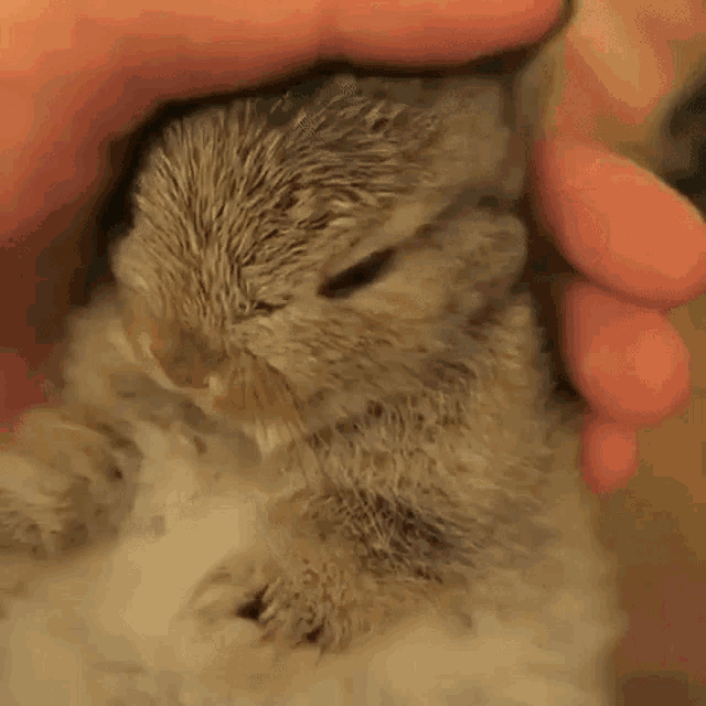 Rabbit Bunny GIF - Rabbit Bunny Pet Head GIFs