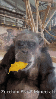 a chimpanzee is eating a piece of food with the words zucchini fnaf minecraft written below it