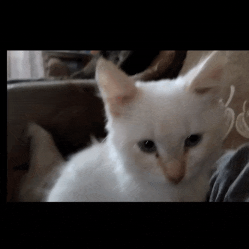 a white cat is looking at the camera with a blurred background