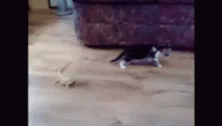 Cat Scared GIF - Cat Scared Lizard GIFs