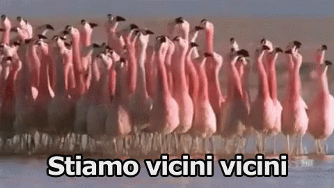 Insieme Vicini Fenicotteri Animali Spostarsi GIF - Together Close Flamingo GIFs