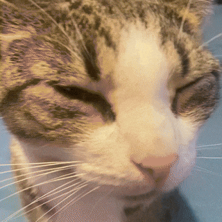 a close up of a cat 's face with closed eyes