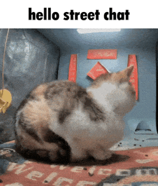 a calico cat is sitting on a rug with the words hello street chat above it