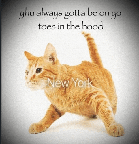 a picture of a cat with a caption that says " yhu always gotta be on yo toes in the hood "