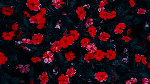 a bunch of red flowers are on a dark background