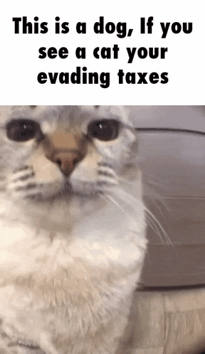 Cat Dog GIF - Cat Dog Tax GIFs
