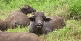 a herd of water buffalo are laying in the grass in a field .