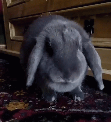 Rabbit Bunny GIF - Rabbit Bunny Eating GIFs