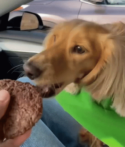 Dog Eating GIF - Dog Eating Burger Patty GIFs