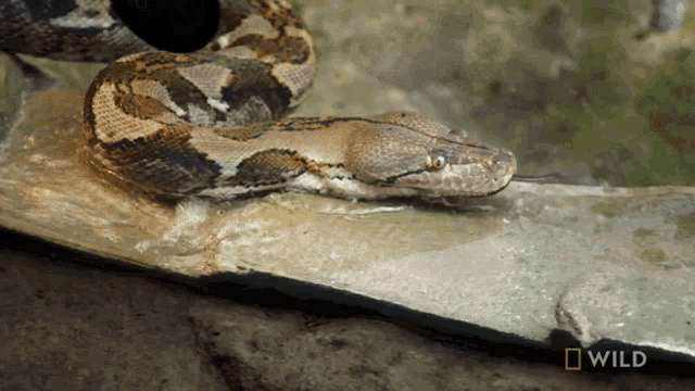 Sticking Tongue Out National Geographic GIF - Sticking Tongue Out National Geographic Feeding A Reticulated Python GIFs