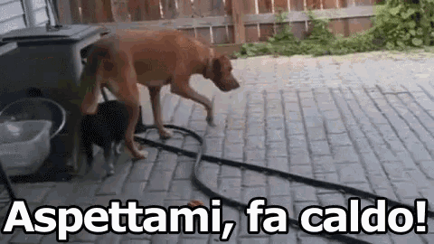 a dog is standing on a brick sidewalk next to a hose with the words aspettami fa caldo written above it .