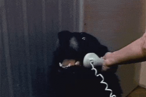 Hello Telephone GIF - Hello Telephone Dog GIFs