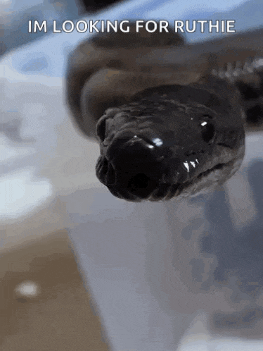 a close up of a snake 's face with the words `` im looking for ruthie '' written on it .