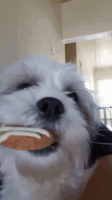 a small white dog chews on a piece of food