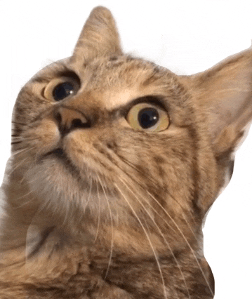 a close up of a cat 's face looking up