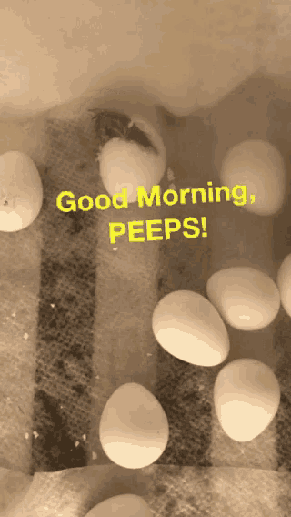 Morning Good Morning GIF - Morning Good Morning Peeps GIFs