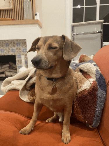 a dog with its eyes closed is sitting on a couch