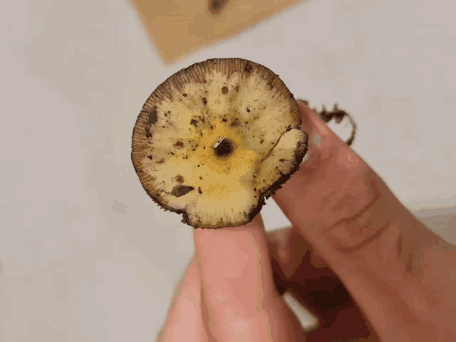 a person is holding a mushroom in their hand with a black spot in the middle