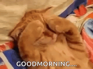Good Morning Cat GIF - Good Morning Cat Cats GIFs