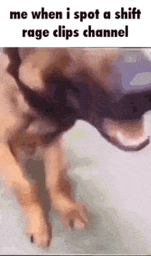a picture of a dog with a caption that says ' me when i spot a shift rage clips channel '