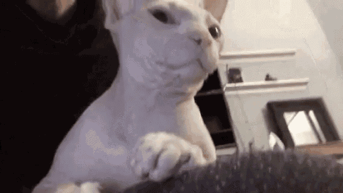 a white hairless cat is sitting on a couch looking at the camera .