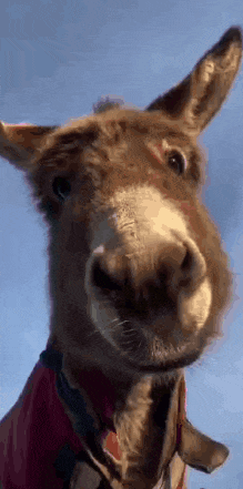 a donkey wearing a red sweater and a red collar is looking at the camera .