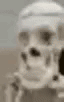 Skeleton Mew GIF - Skeleton Mew Mewing GIFs