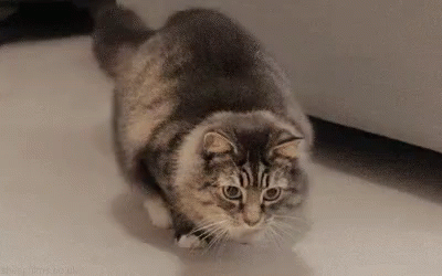 On The Hunt GIF - Wiggle Cat Shake Your Booty GIFs