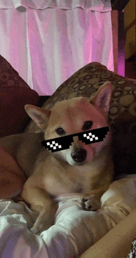 a dog wearing sunglasses laying on a bed in front of a pink curtain
