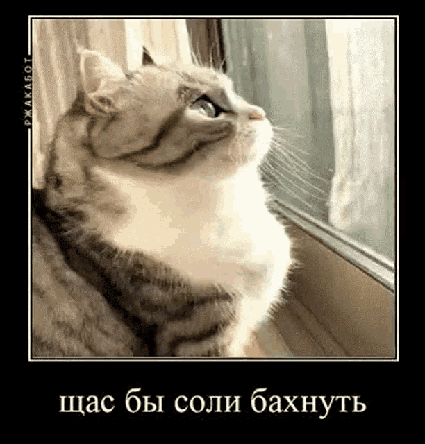 a cat is looking out of a window in a frame with russian writing on it .