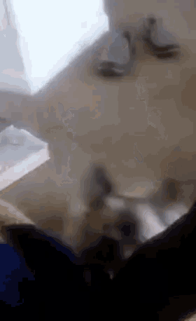 Dogs Standing GIF - Dogs Standing Funny GIFs