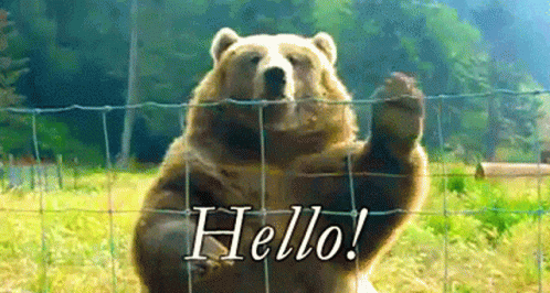 Hello Bear GIF - Hello Bear Howdy GIFs