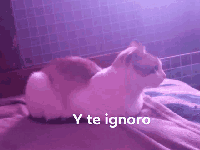 Tsukihimesama Gato Meme