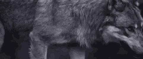 a close up of a gray wolf standing in the dark .
