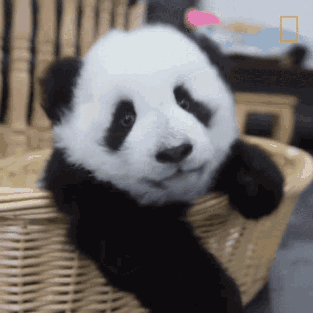 Slipping 42pandas Born In Breeding Program This Year GIF - Slipping 42pandas Born In Breeding Program This Year Oops GIFs