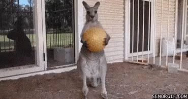 Game Over Kangaroo GIF - Game Over Kangaroo Ball GIFs