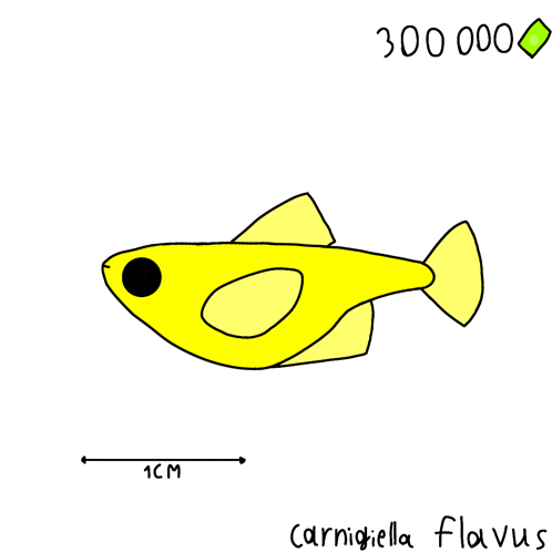 a drawing of a yellow fish with the name carnigella flavus on it