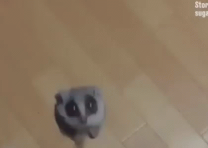 Lemur Jump GIF - Lemur Jump Glide GIFs