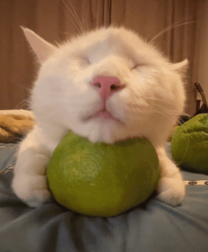 Kiwi Lemon GIF - Kiwi Lemon Silly Cat GIFs