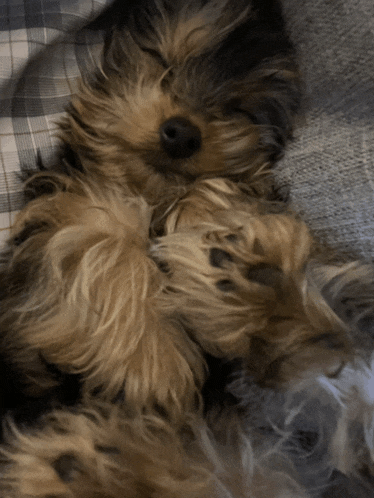 a close up of a dog sleeping on a couch