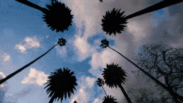 palm trees silhouetted against a cloudy sky with the letter t visible