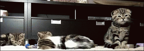 Ayarentre Scared Cats GIF - Ayarentre Scared Cats Cute Kittens GIFs