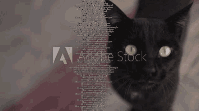 Enov Cat GIF - Enov Cat Textwall GIFs