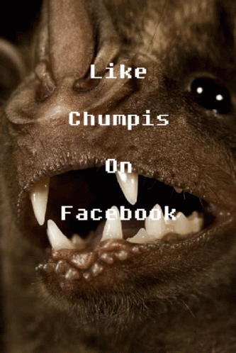 Chumplis Chumpis GIF - Chumplis Chumpis Like Chumpis GIFs