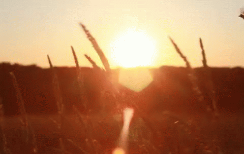 Field GIF - Sunset Beautiful Fun GIFs