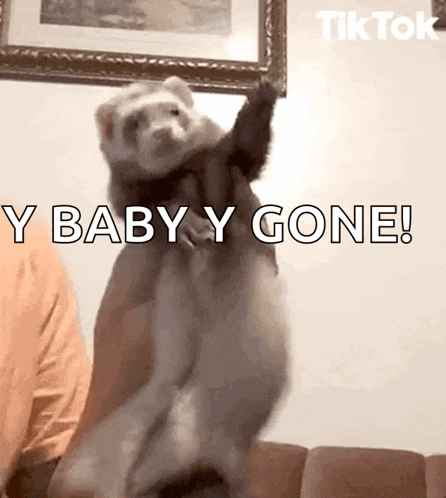 a ferret is jumping in the air with the words baby gone behind it