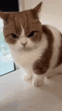 a brown and white cat with an angry look on its face .