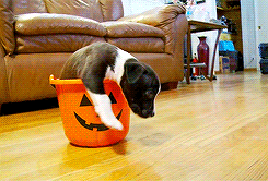 Halloween GIF - Halloween Puppy Pumpkin GIFs